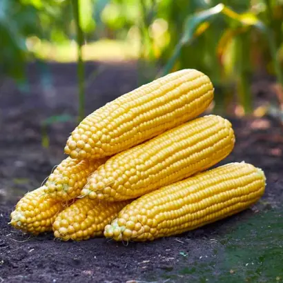 STRONGSTAR / СТРОНГСТАР