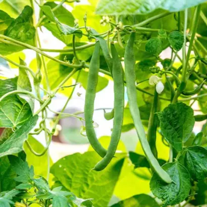 Serengeti / Серенгеті