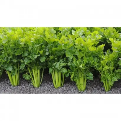 Sienna / Сієнна