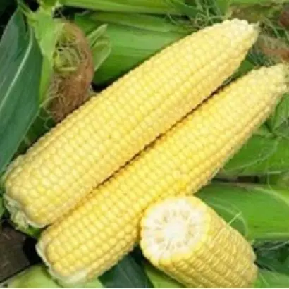 Signet F1 / Сігнет F1