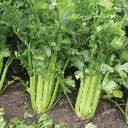 Stetham / Стетхем