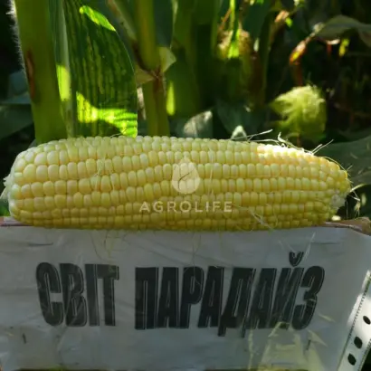 Sweet Paradise / Світ Парадайз