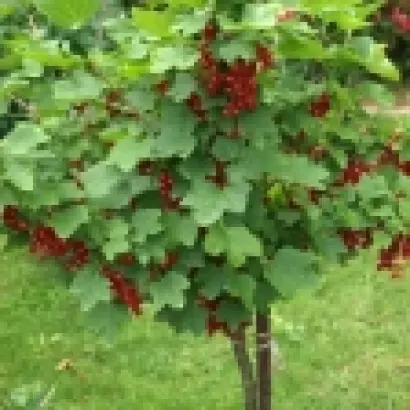 Teroma / Терома