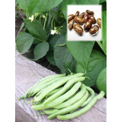 Topcrop / Топкроп