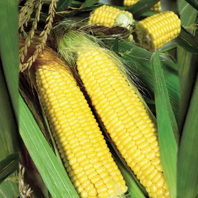 Trophy F1 / Трофи F1