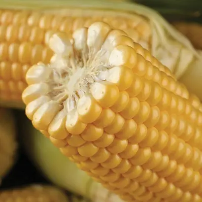 Turbine / Турбін