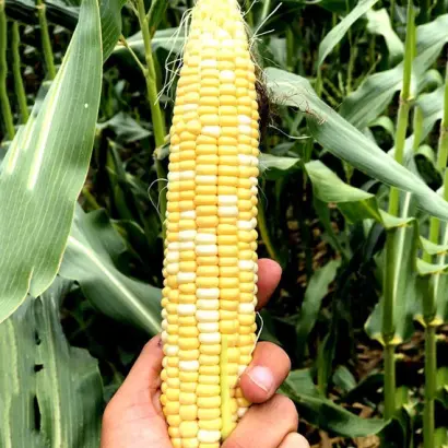 Український Біколор