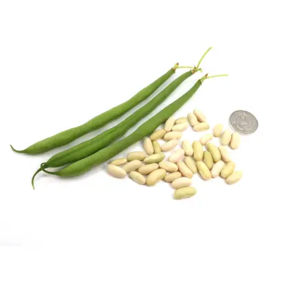 VERDIGON / ВЕРДІГОН