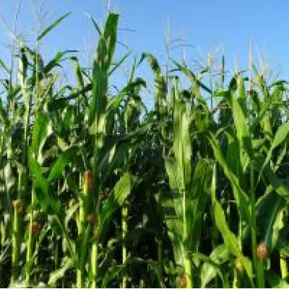 Yel Toro F1 / Єль Торо F1