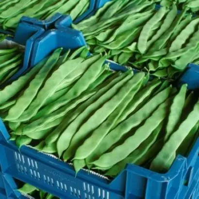 Юбилейная 250 / Ювілейна 250