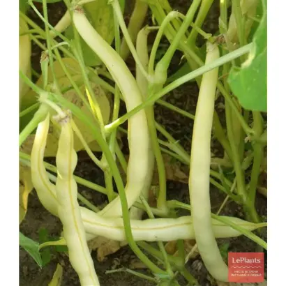 Юбилейная 287 / Ювілейна 287