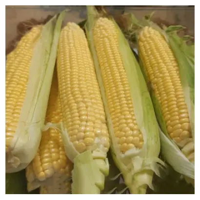 ZHY1016OX / ЖИ1016ОХ