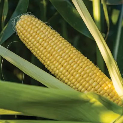 ZHY3278OY / ЖИ3278ОИ