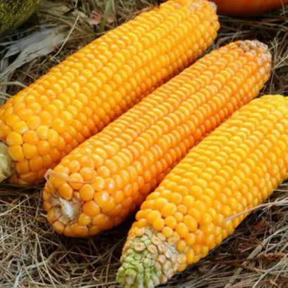 ZPSC 311 su / ЗПСК 311 су