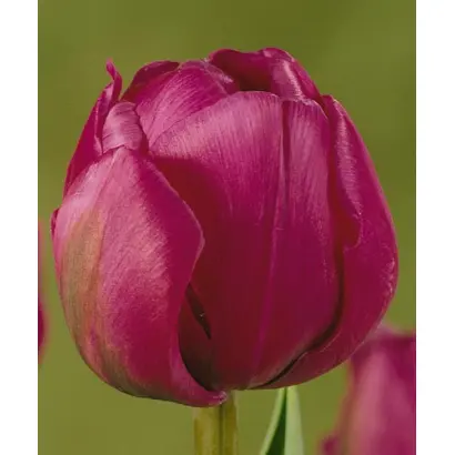 Abigail / Абигаил