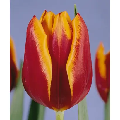 Abra Elite / Абра Элит