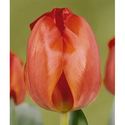 Acapulco / Акапулько