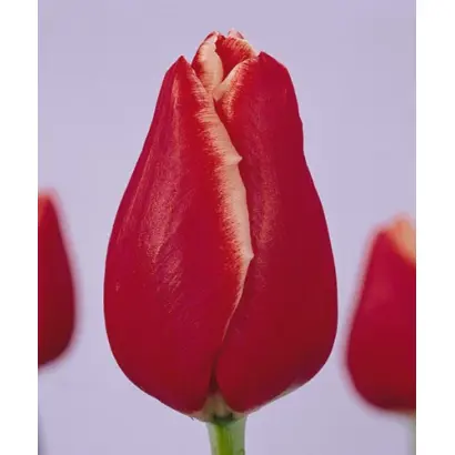 Acceber / Аццэбэр