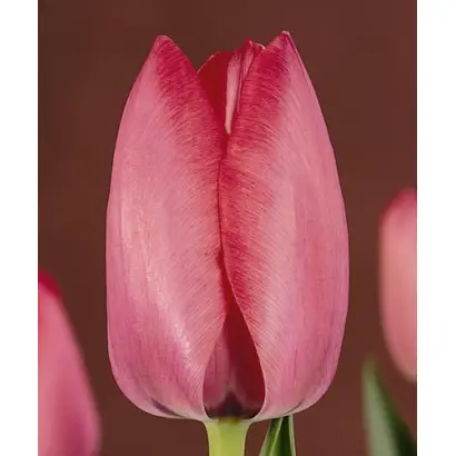 Acropolis / Акрополис