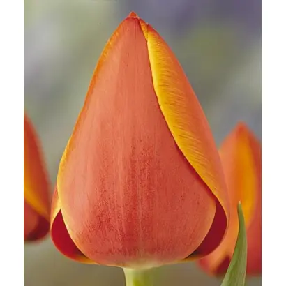 Ad Rem / Ад Рэм