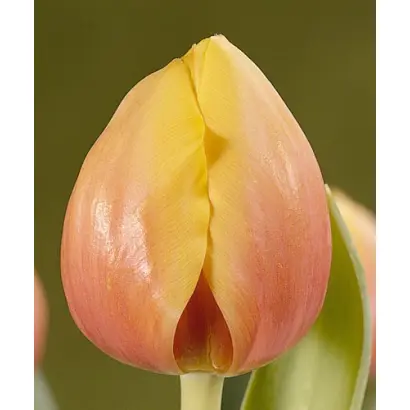 Ad Rem's Beauty / Ад Рэм'с Бюти