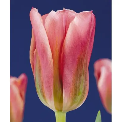 Adriaan T. Dominique / Адриаан Т. Доминик