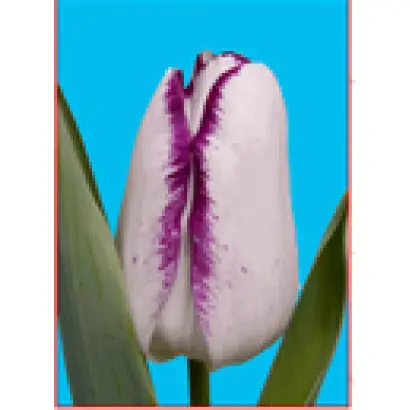 Affaire / Аффаир