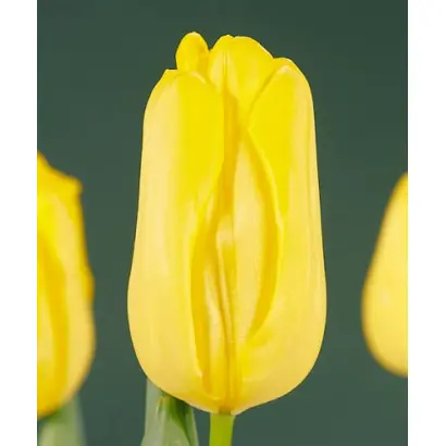 Agrass Gold / Аграсс Голд