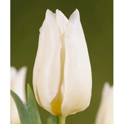 Agrass White / Аграсс Вайт