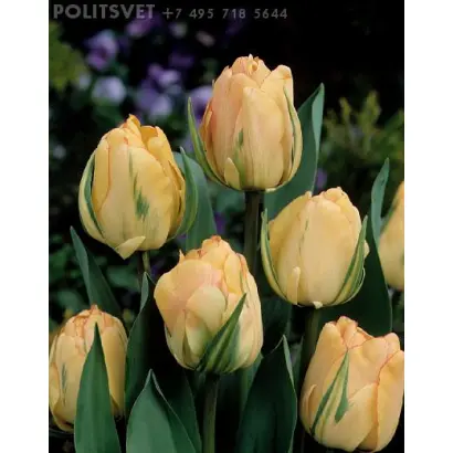 Akebono / Акэбоно