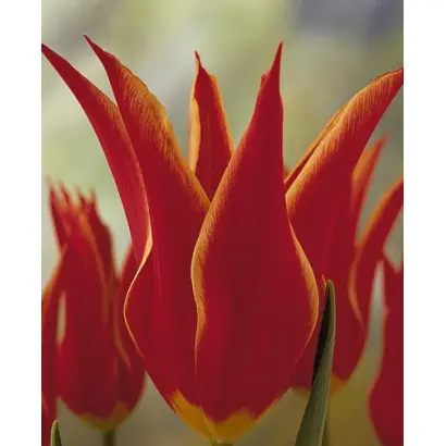 Aladdin / Аладдин