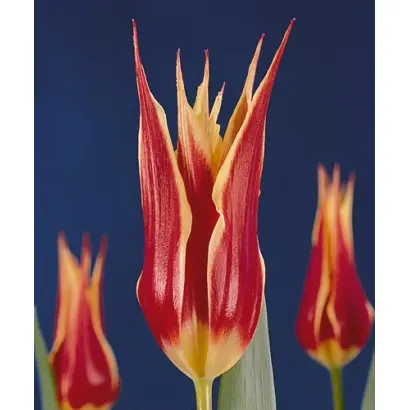 Aladdin's Record / Аладдин Рекорд