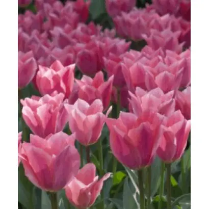 Albert Heijn / Алберт Хейн