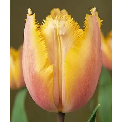 Aleppo / Алеппо