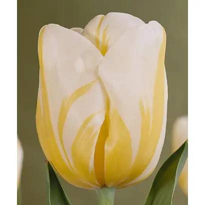 Alfred Heineken / Альфред Хейнекен