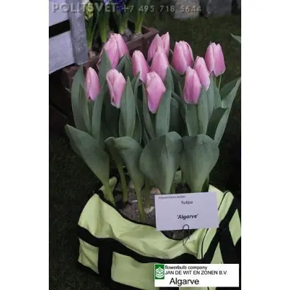 Algarve / Алгарве