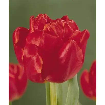 Alice Leclercq / Алис Леклерк