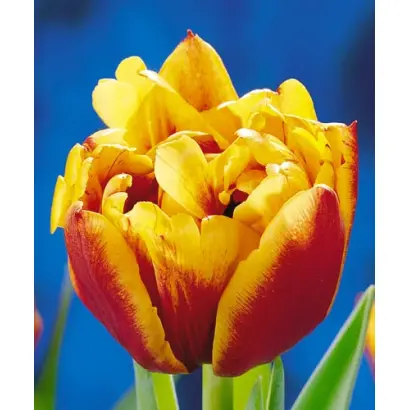 Allegretto / Аллегретто