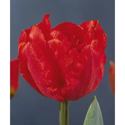 Alliance / Альянс