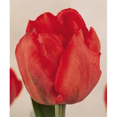 Alliance Francaise / Альянс Францис