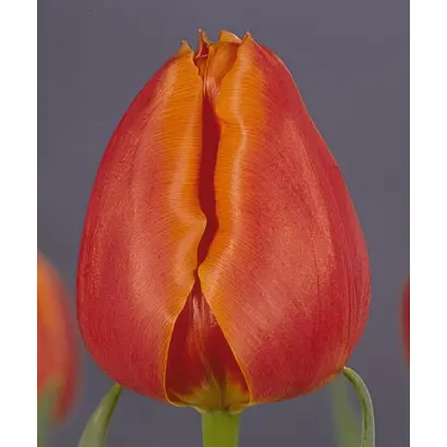 Amalia Rodrigues / Амалия Родригес