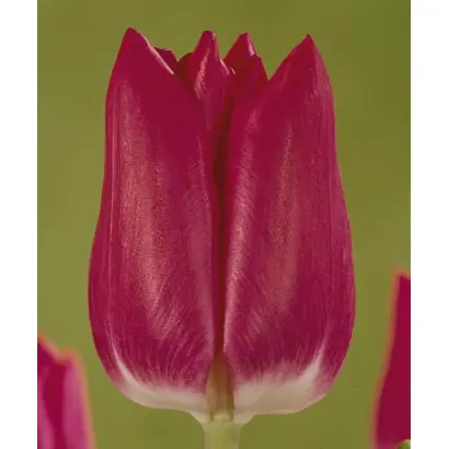 Amateras / Аматэрас