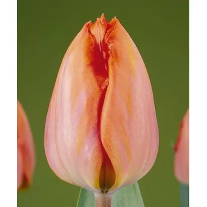 Amazone / Амазон