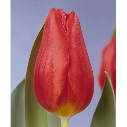 Ambassador / Амбассадор