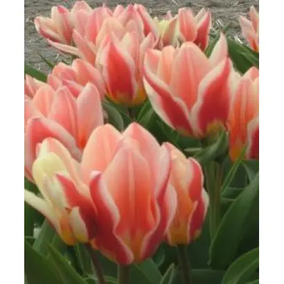 Analita / Аналита