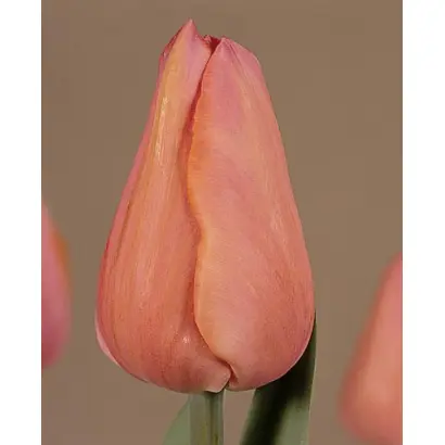 Anastasia / Анастасия