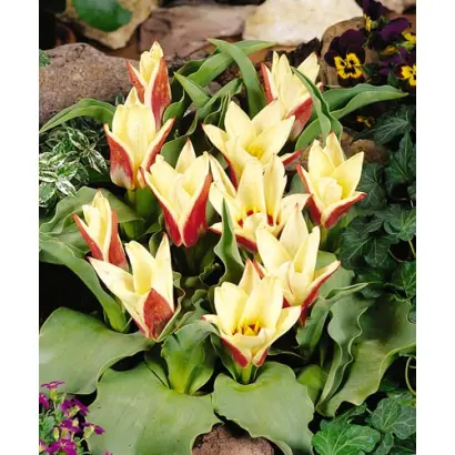 Ancilla / Анцилла