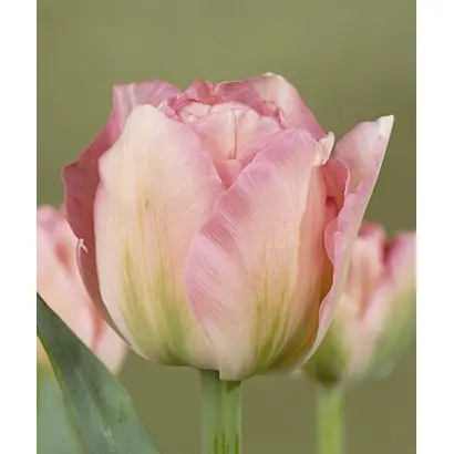 Angelique / Анжелика