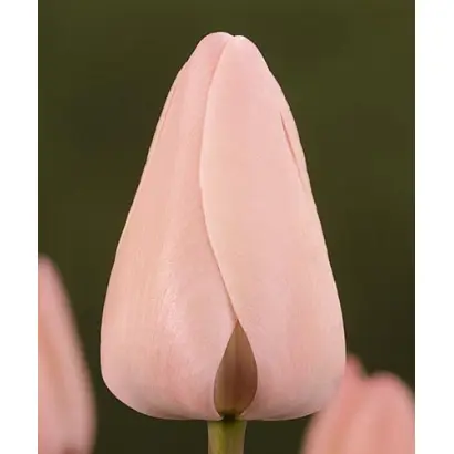 Angel's Eye / Ангельские глаза