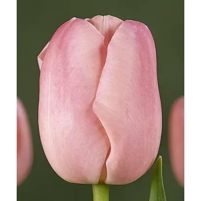 Angel's Kiss / Ангельский поцелуй